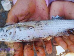 Ikan Belanak Banjiri Kali Bonagung Mangrove Gununganyar