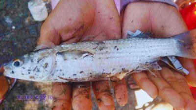 Ikan Belanak Banjiri Kali Bonagung Mangrove Gununganyar