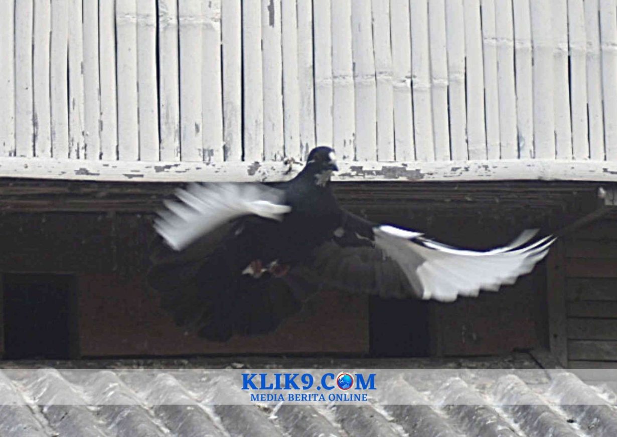 Merpati Kupu-kupu