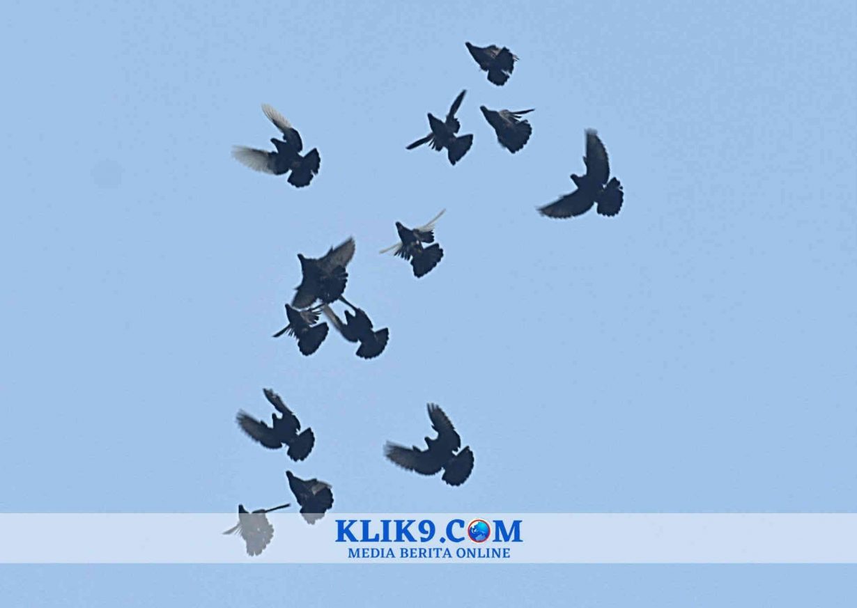 Merpati Kupu-kupu