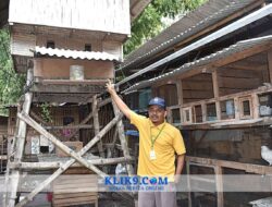 Kontes Merpati Kupu-kupu Nusantara Simpan Cerita Sejarah
