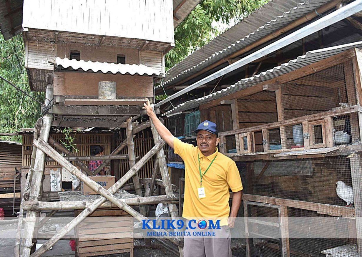 Merpati Kupu-kupu