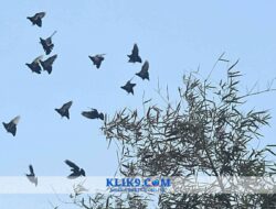 Kontes Merpati Kupu-kupu Sidoarjo Disupport Auto Unika