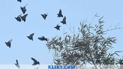Merpati Kupu-kupu