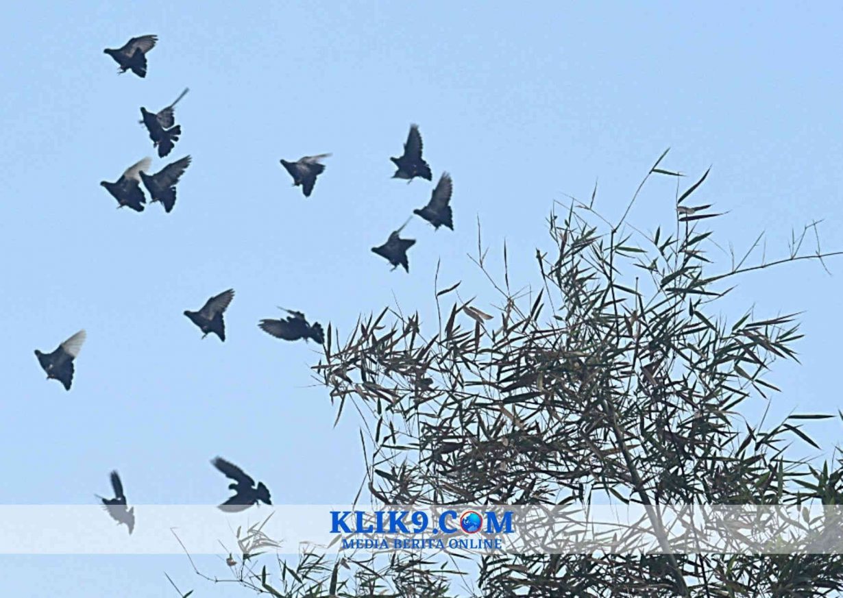 Merpati Kupu-kupu