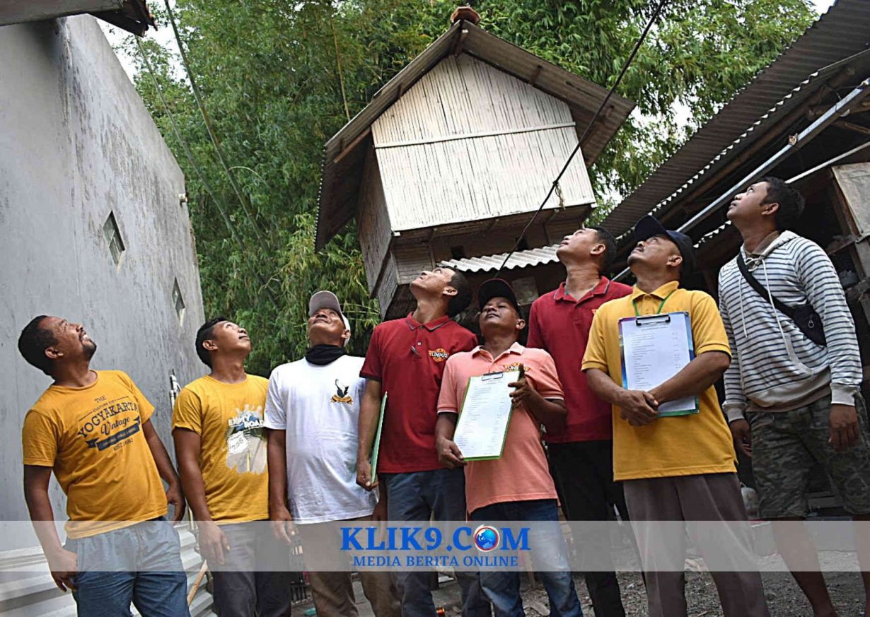 Merpati Kupu-kupu