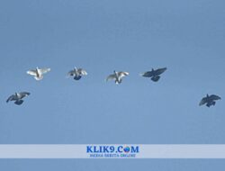 Kontes Merpati Kupu-kupu, Milik Tatag Triwibowo Tembus Awan