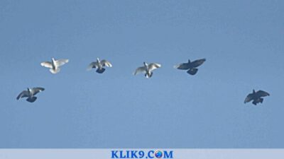 Kontes Merpati Kupu-kupu, Milik Tatag Triwibowo Tembus Awan