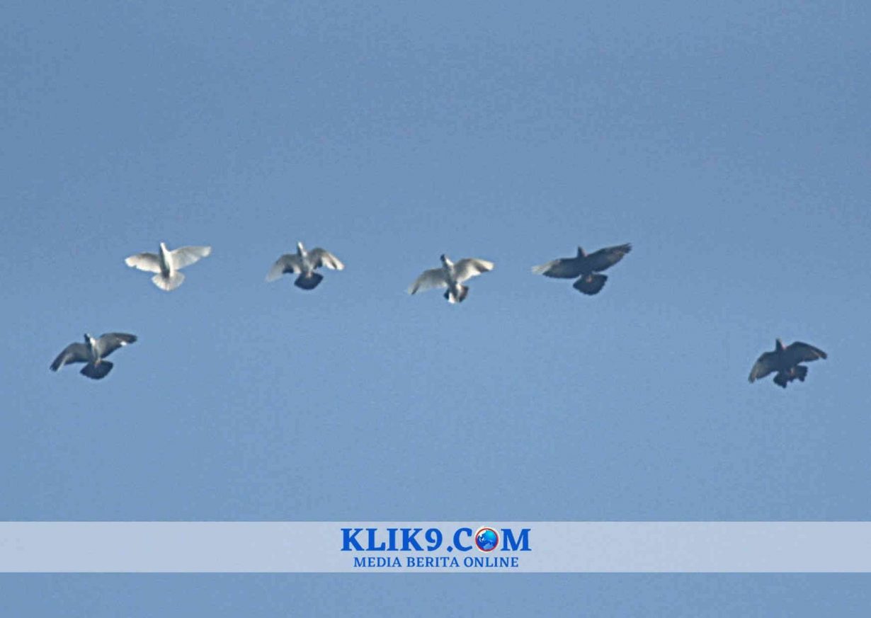 Kontes Merpati